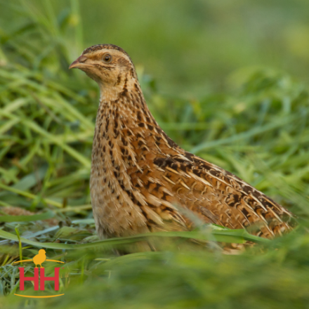 Picture of Coturnix Quail- Straight Run