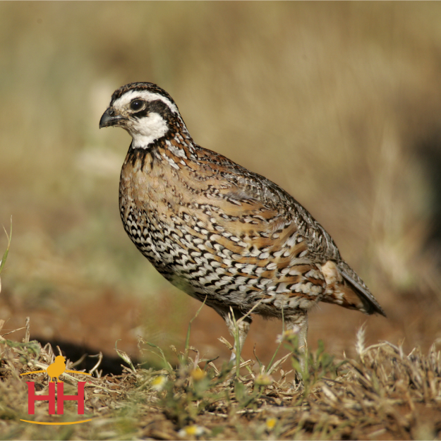 Picture of Bobwhite Quail- Straight Run