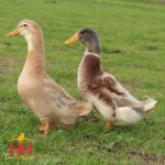 Picture of Saxony Duck- Straight Run