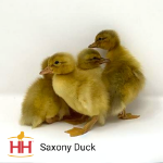 Picture of Saxony Duck- Straight Run