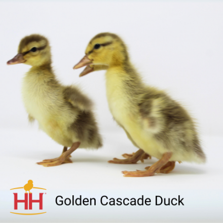 Picture of Golden Cascade Duck- Straight Run