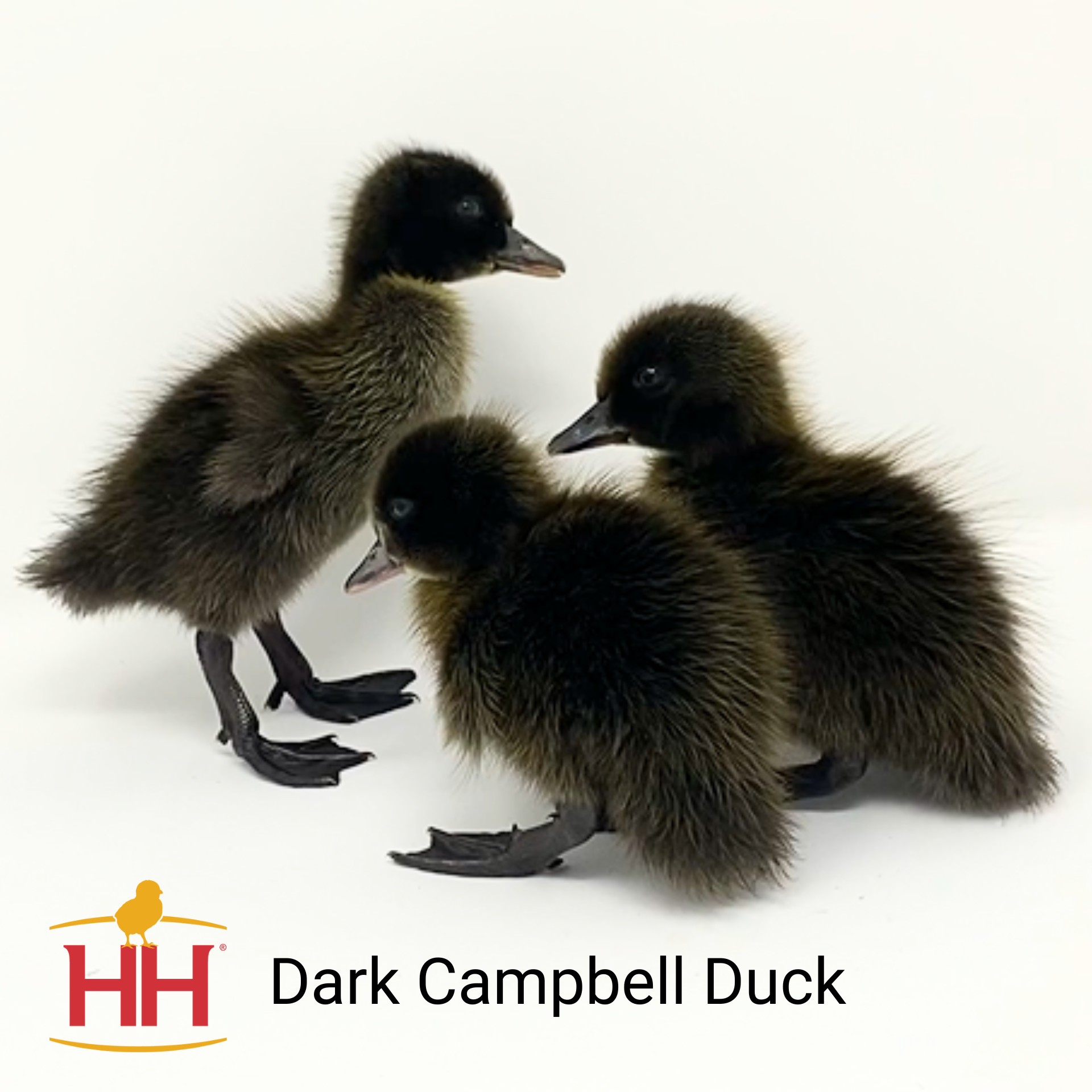 Dark Campbell Ducks- Straight Run | Hoover's Hatchery