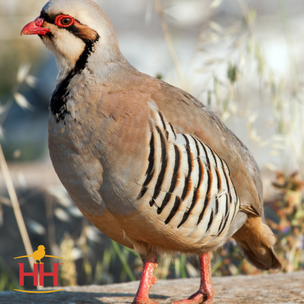 Picture of Chukar Partridge- Straight Run