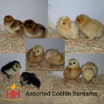 Picture of Assorted Cochin Bantams- Straight Run