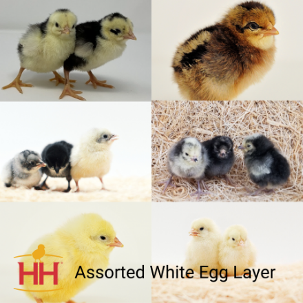 Picture of Assorted White Egg Layer