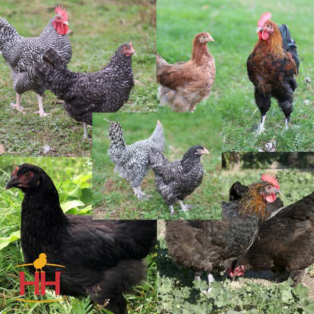 Assorted Marans | Hoover's Hatchery