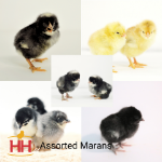 Picture of Assorted Marans