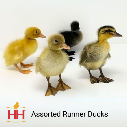 Picture of Assorted Runner Duck- Straight Run