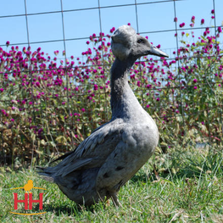 Picture of Blue Crested Duck- Straight Run