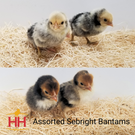 Picture of Assorted Sebright Bantams- Straight Run