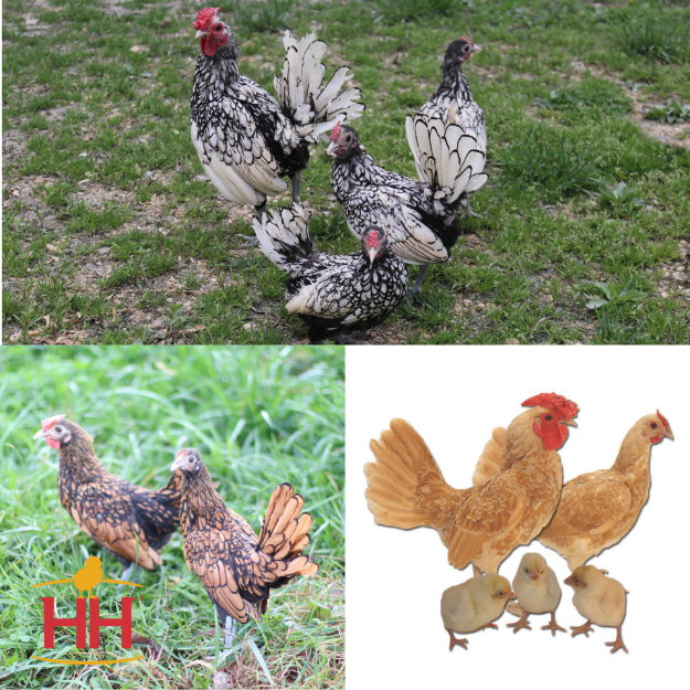 Picture of Assorted Sebright Bantams- Straight Run