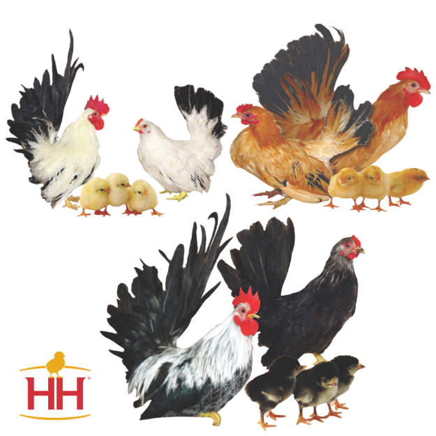 Picture of Assorted Japanese Bantams- Straight Run