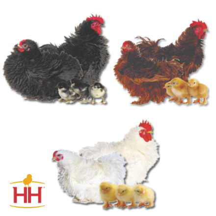 Picture of Assorted Frizzle Bantams- Straight Run