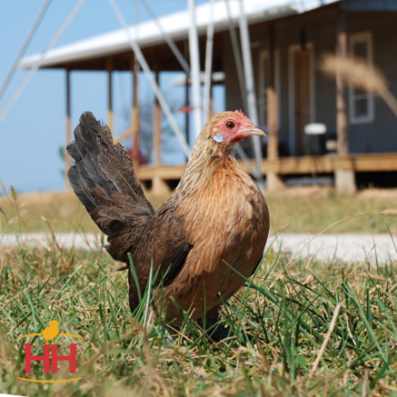 Picture of Assorted Dutch Bantams- Straight Run