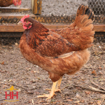 Picture of Cinnamon Queen