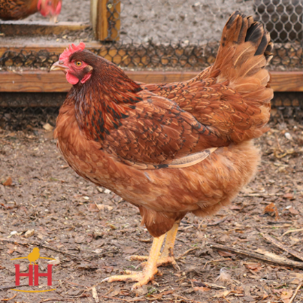 Picture of Cinnamon Queen