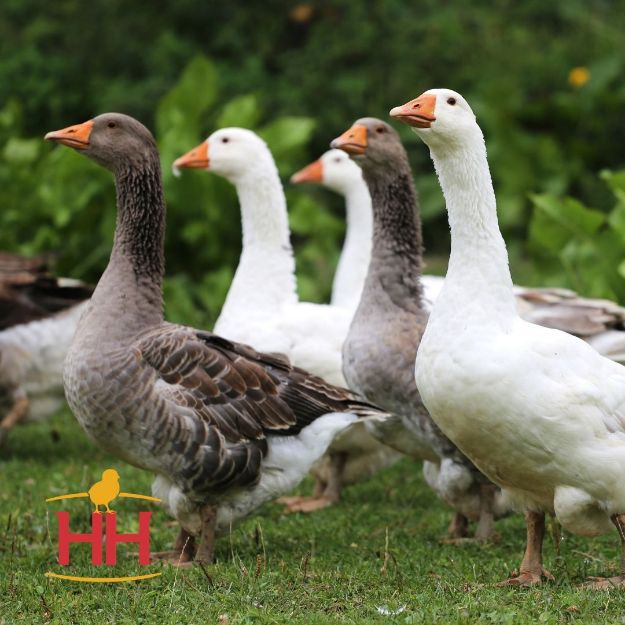 Picture of Assorted Geese