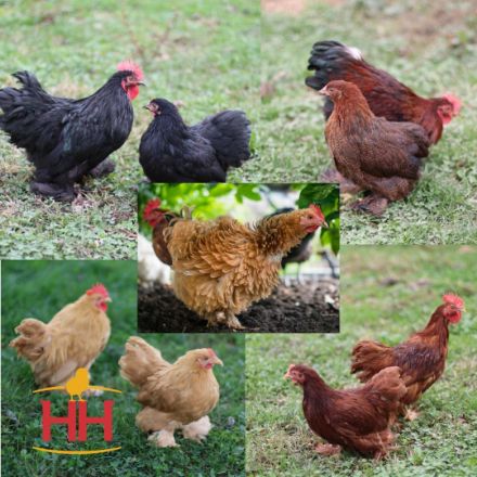 Picture of Assorted Cochin Bantams