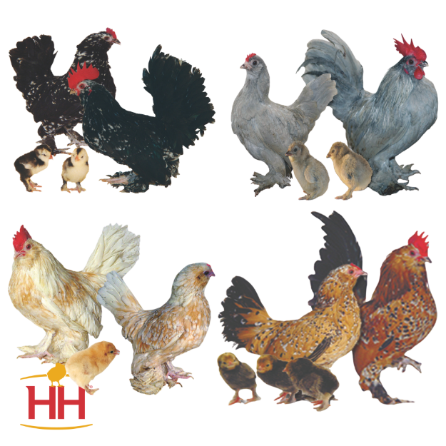 Picture of Assorted d'Uccle Bantams