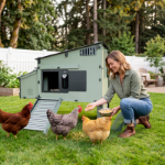 Picture of Lean-To Easy Clean Chicken Coop, 6 Chicken w/Auto Door Bundle