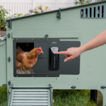 Picture of Lean-To Easy Clean Chicken Coop, 6 Chicken w/Auto Door Bundle