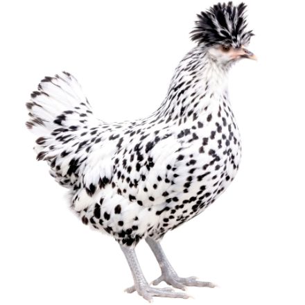 Picture of Appenzeller Spitzhauben