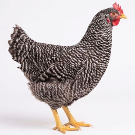 Picture of Barred Plymouth Rock