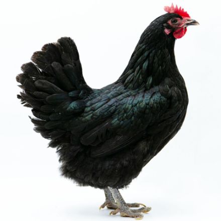 Picture of Black Australorp