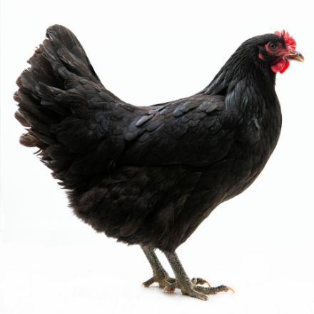 Picture of Black Jersey Giant
