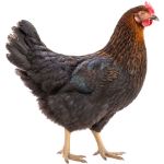Picture of Black Sex-Link