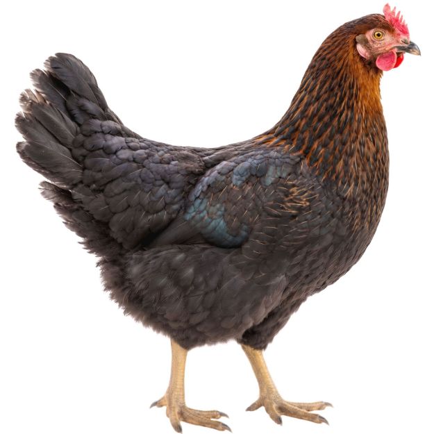 Picture of Black Sex-Link