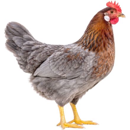 Picture of Blue Breasted Brown Leghorn