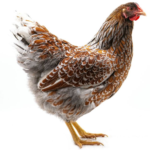 Picture of Blue Laced Red Wyandotte