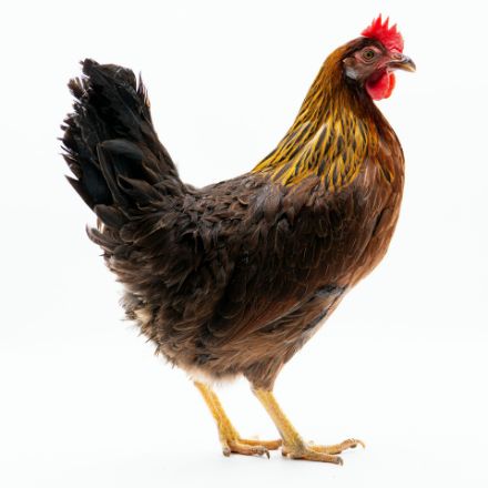 Picture of Brown Leghorn
