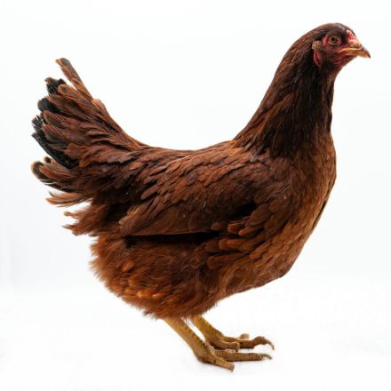 Picture of Buckeye