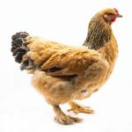 Picture of Buff Brahma