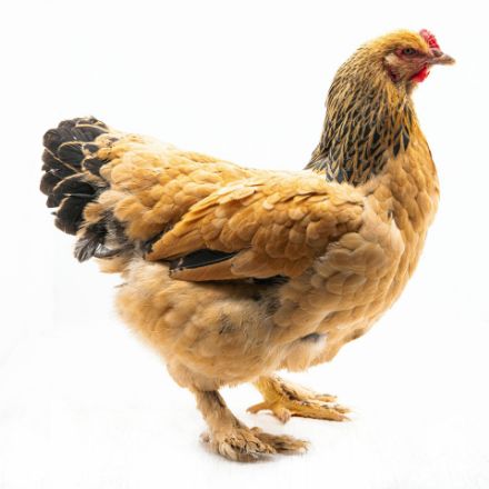 Picture of Buff Brahma
