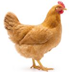 Picture of Buff Orpington