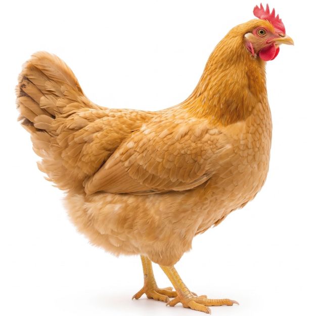 Picture of Buff Orpington