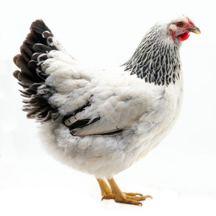Picture of Columbian Wyandotte