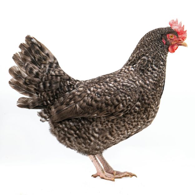 Picture of Cuckoo Marans