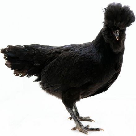 Picture of Crevecoeur