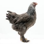 Picture of Dark Brahma