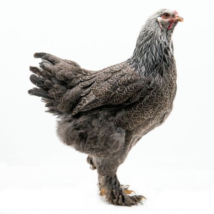 Picture of Dark Brahma
