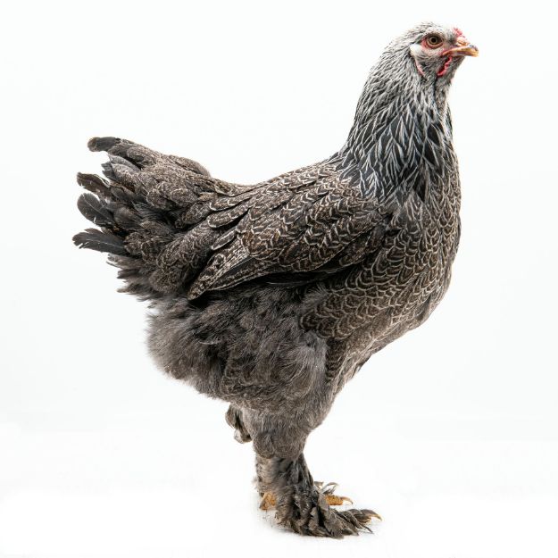 Picture of Dark Brahma