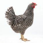 Picture of Dominique
