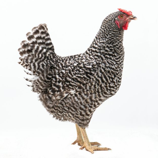Picture of Dominique