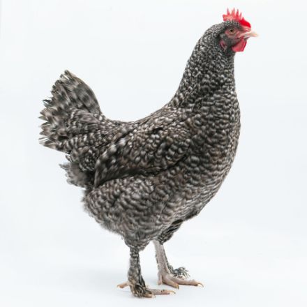 Picture of French Cuckoo Marans