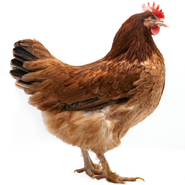 Picture of French Wheaten Marans