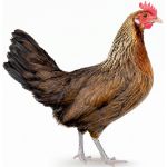 Picture of Golden Phoenix